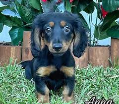 For sale, beautiful short hair dachshund pups. Dachshund Puppies For Sale In Tampa Jacksonville Lakeland Florida