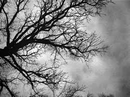 Black and white photos of trees. Black And White Tree Wallpapers Top Free Black And White Tree Backgrounds Wallpaperaccess