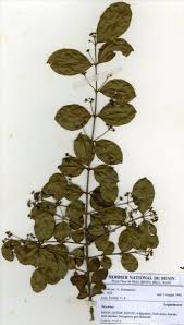 Image result for Strychnos innocua