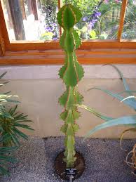 Image result for Euphorbia cooperi