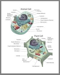 Animal cell is a typical eukaryotic cell with a membrane bound nucleus with the presence of dna inside the nucleus. Pin By Hannah Nack On Portfolio Nuclear Membrane Cell Wall Cell Membrane