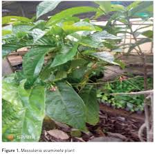 Image result for Massularia