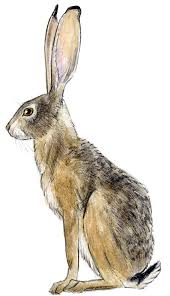 Jackrabbit Blacktail John Muir Laws Hare Drawing Rabbit Drawing Jack Rabbit