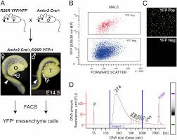 Maybe you would like to learn more about one of these? Osterix Functions Downstream Of Anti Mullerian Hormone Signaling To Regulate Mullerian Duct Regression Pnas