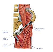 The tensor fasciae latae muscle attaches to the lateral aspect of the superior anterior iliac spine, and also about 5 cm away at the i. Inguinal Ligament Pain Corewalking
