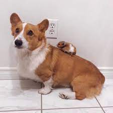 55 Corgi Facts That Make Them The Best Pets Best Life