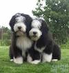 Brown Bearded Collie