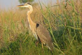 According to japanese tradition, folding 1000 origami cranes will grant one wish. Mississippi Sandhill Crane National Wildlife Refuge Visitor Center Gautier Ms 39553