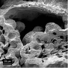 Image result for Arthraerua leubnitziae