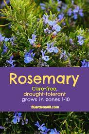 The cultivars displayed a wide diversity in growth habit, flower, leaf several basils with dwarf growth habit were developed as ornamental border plants including 'bush', 'green. Purple Flowers The Ultimate Guide Including Herbs Shrubs And Trees