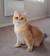 Black Golden Tabby British Shorthair
