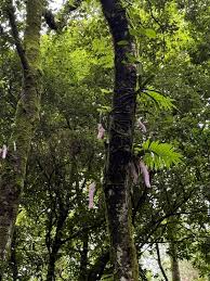 Image result for Fuirena pachyrrhiza