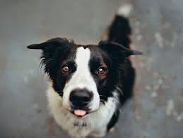 If you have another dog in the home, you must bring your dog so that a proper introduction can be made prior to the adoption. Nevada Society For The Prevention Of Cruelty To Animals Connecting Community With Compassion