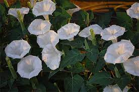 When moon flowers bloom, they emit a special scent they bloom typically between the months of july and october with flowers that are large and strongly scented. Moonflowers Moon Flower Plant Moon Flower Moon Flower Pictures