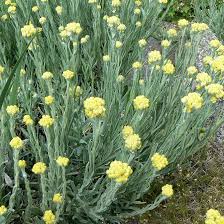 Image result for Helichrysum chasei