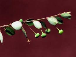 Image result for Phyllanthus tenuis