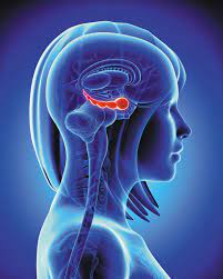 Can We Restore Memories We've Lost? - Harvard Health