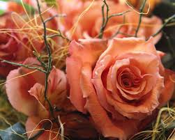 Begonia 'apricot shades'—this showy begonia has some of the largest blooms of any begonia. Peach Rose Wallpapers Top Free Peach Rose Backgrounds Wallpaperaccess