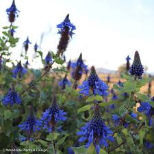 Image result for Pycnostachys reticulata