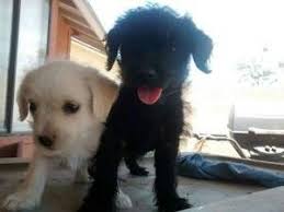 Phoenix Craigslist Phoenix Craigslist Dogs