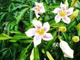 Image result for Tricalysia jasminiflora