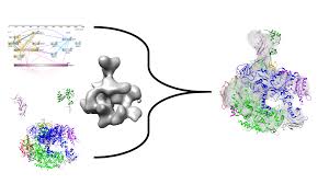 Learn about rna polymerase with free interactive flashcards. Imp Manual Modeling Of Complexes Using Imp Pmi