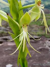 Image result for Habenaria macrura