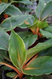 Image result for Chlorophytum filipendulum