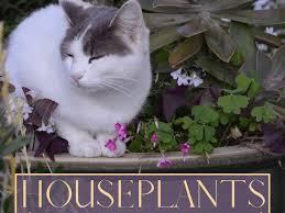 While the plants mentioned in this article are all safe for cats to chew on or wreck their foliage, this doesn't mean that you will let your. A Z List Of Houseplants That Are Poisonous To Your Cats Pethelpful