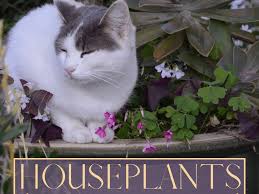Gastrointestinal disturbances and skin irritation, large amounts can cause cyanosis. A Z List Of Houseplants That Are Poisonous To Your Cats Pethelpful