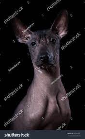 Ilustrador y dibujante un poco tocadiscos. Xoloscuintle Royalty Free Stock Photo 332479841 Avopix Com
