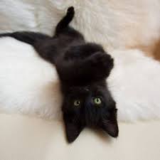 Black Baby Kittens With Green Eyes Green Eyed Black Kitten Cute Animals Kittens Cutest Cute Baby Animals