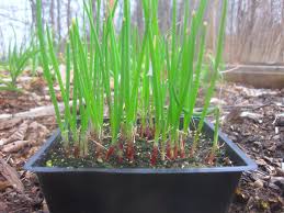 Plant spacing & depth — when growing onions, let the plant spacing be three inches. How To Separate Plant Onion Seedlings Kevin Lee Jacobs