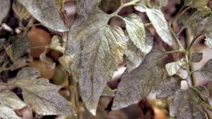 Check spelling or type a new query. Oidium De La Tomate Maladies Cultures Legumieres