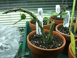 Image result for Ceropegia cimiciodora
