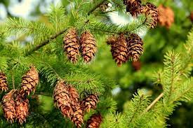 Jan 19, 2019 · tanaman cemara merupakan tanaman yang masuk dalam suku c asuarinaceae, yang terdapat sekitar 70 jenis. Pohon Cemara Ciri Manfaat 16 Jenisnya