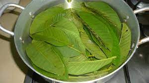 Ya, daun jambu biji selain untuk kesehatan, ternyata baik juga untuk kecantikan. Meski Pahit Daun Jambu Biji Punya 11 Khasiat Besar Health Liputan6 Com