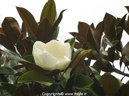 Magnolia Tree Magnolia Flower Gardening Flowering Trees