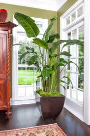 Image result for Strelitzia