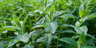 Herbs | Greenlife Crop Protection Africa