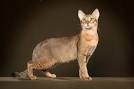 Chausie Cat Breed | Facts, Highlights & Buying Advice ...