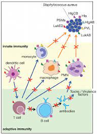 Prototypical Immune Response Towards A Bacterial Antigen Compared To A Download Scientific Diagram