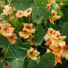 Plant or animal product type. Nasturtium Seed Tropaeolum Majus Flower Seeds