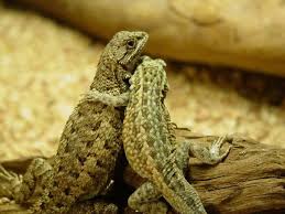 Animal Hugs Animal Hugs Animal Photo Super Cute Animals