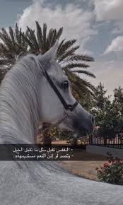 pin by fsh jgtr on beautiful horses cute horse pictures iphone wallpaper quotes love cute horses