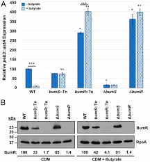 See full list on bodyecology.com Campylobacter Jejuni Bumsr Directs A Response To Butyrate Via Sensor Phosphatase Activity To Impact Transcription And Colonization Pnas