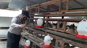 Ada ternak kambing 30 ekor, arnab 10 ekor,ayam kampung 20 ekor n itik 6 ekor. Berawal Dari Hobi Brigadir Antonius Tekuni Bisnis Ternak Burung Puyuh Raup Omzet Rp 5 Juta Perbulan Halaman All Bangka Pos