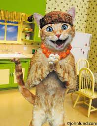 Funny Cat Picture Of Maude The Cat In A Kitchen Funny Animal Pictures Pet Quotes Cat Funny Grumpy Cat Memes