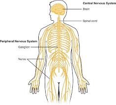 The central nervous system is made up of the brain and spinal cord. 2 1 The Central And Peripheral Nervous Systems Social Sci Libretexts