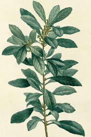 Image result for Myricaceae